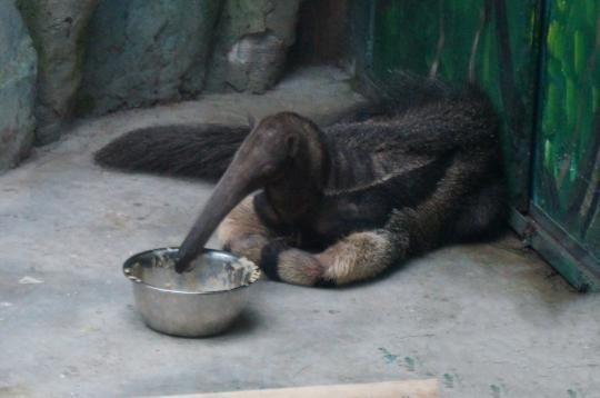 原來恒溫恒濕空調不光為人類服務，還可以服務動物